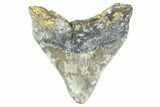 Serrated, Fossil Megalodon Tooth - Georgia #338733-1